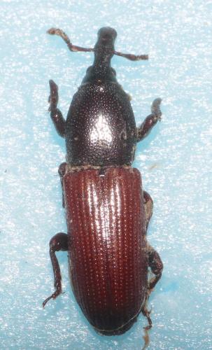 Réf. 270 060 : Mesites pallidipennis